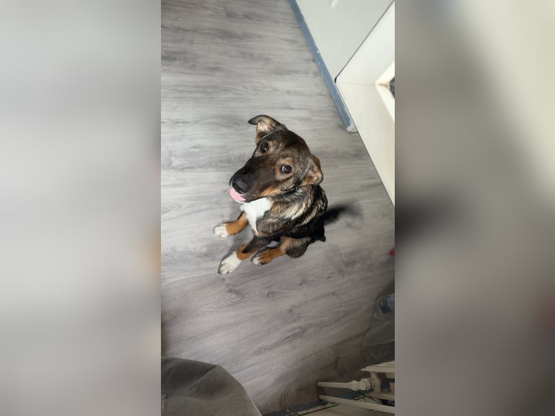 Tilly - verspielt und verschmust