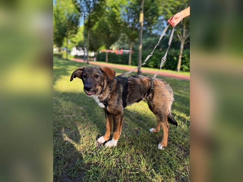Tilly - verspielt und verschmust
