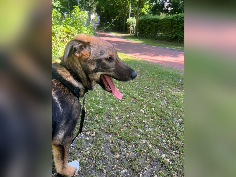 Tilly - verspielt und verschmust