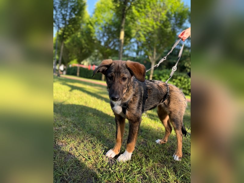Tilly - verspielt und verschmust