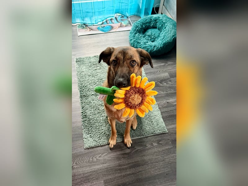 Cookie - neugierig und menschenbezogen