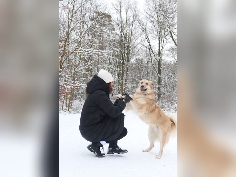 Junger kastrierter Rüde sucht sein Körbchen
