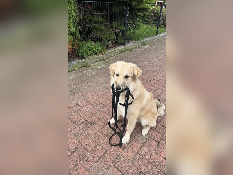 Junger kastrierter Rüde sucht sein Körbchen