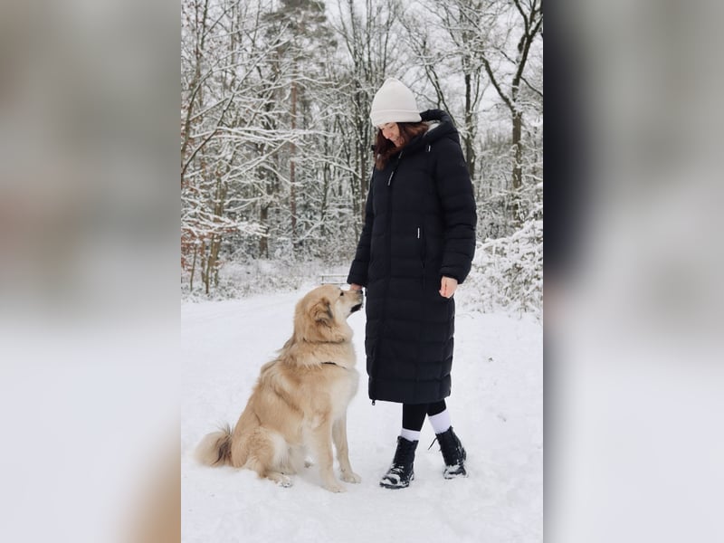 Junger kastrierter Rüde sucht sein Körbchen