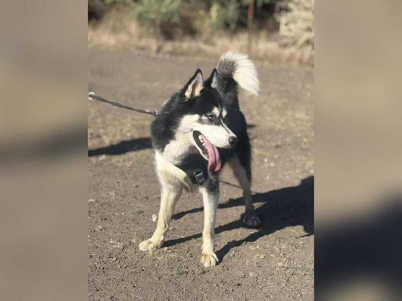 Monty, freundliches Energiebündel