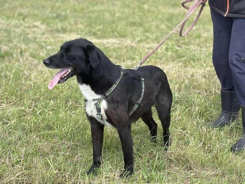 Rocky, der Ball-Junkie