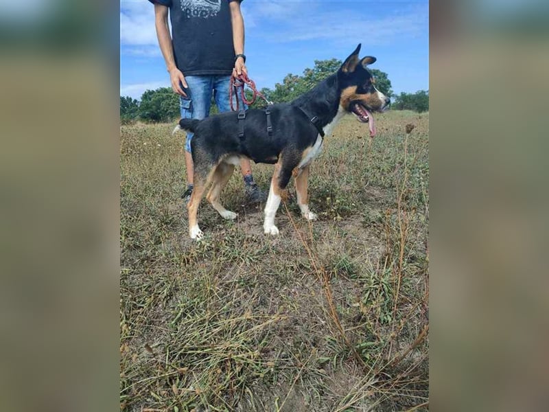 Goblin, liebe verschmuste Fellnase