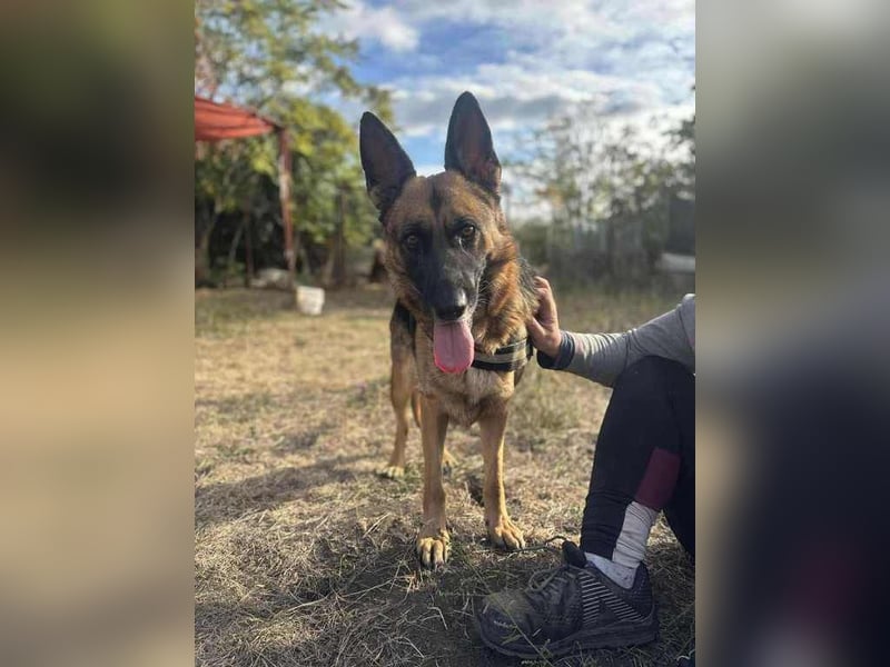 Zoé sucht endlich ein warmes Körbchen, evtl. bei Dir?
