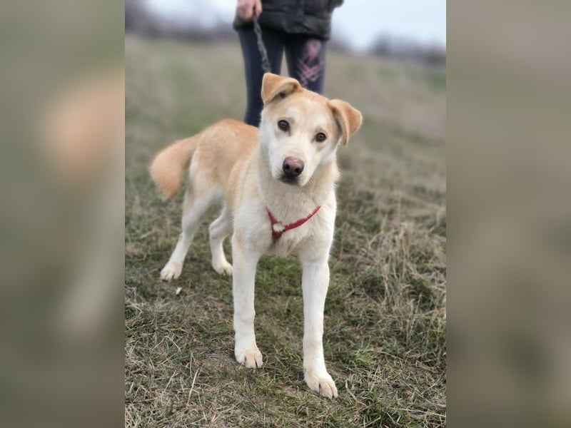 wer hat ein Körbchen für Ollie frei?