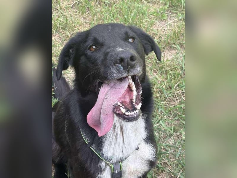 Rocky, der Ball-Junkie