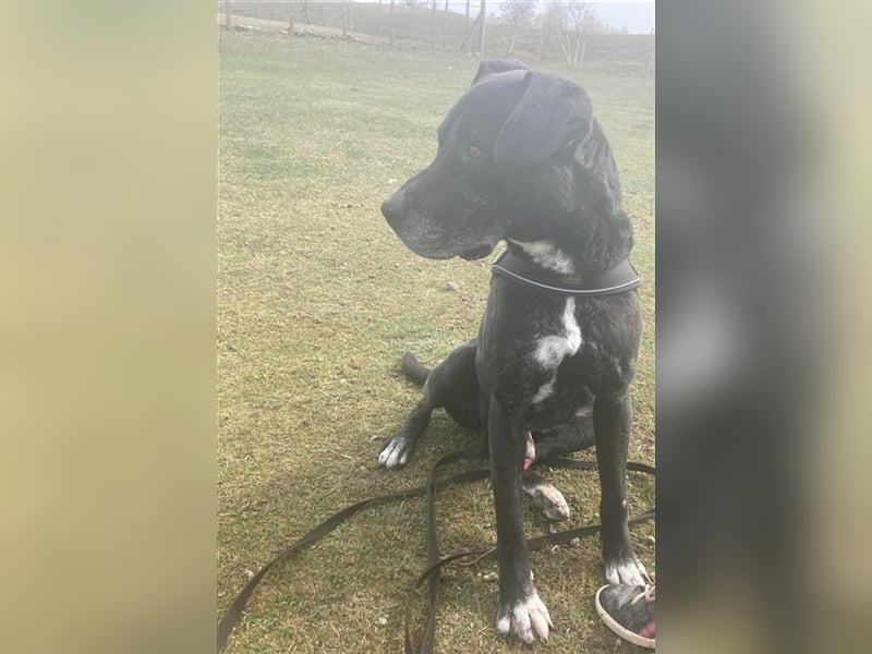 MACHO – gut gelaunter Clown liebt menschliche Zuneigung (2 Videos)