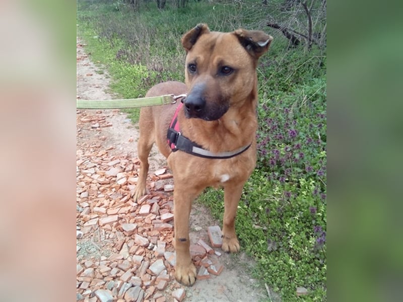 BUKSI 1, von herzlosem Besitzer ausgesetzt (mit Videos)