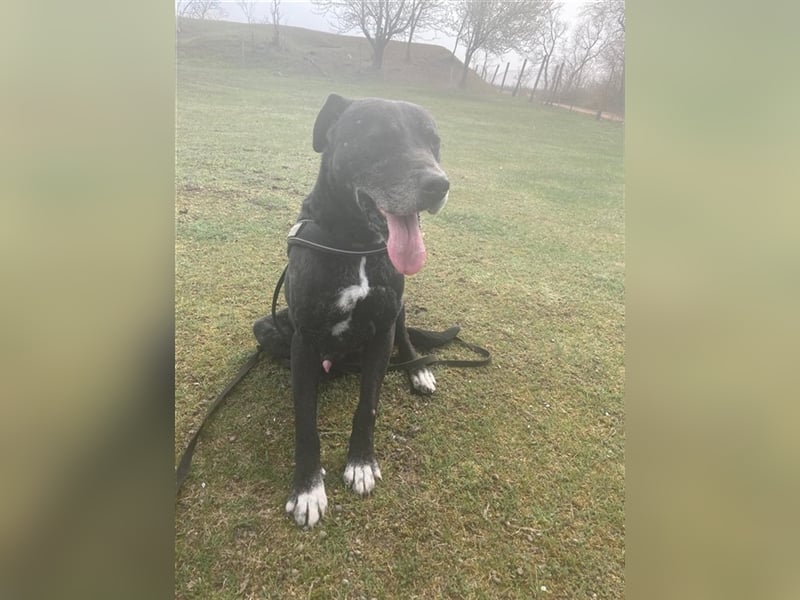 MACHO – gut gelaunter Clown liebt menschliche Zuneigung (2 Videos)