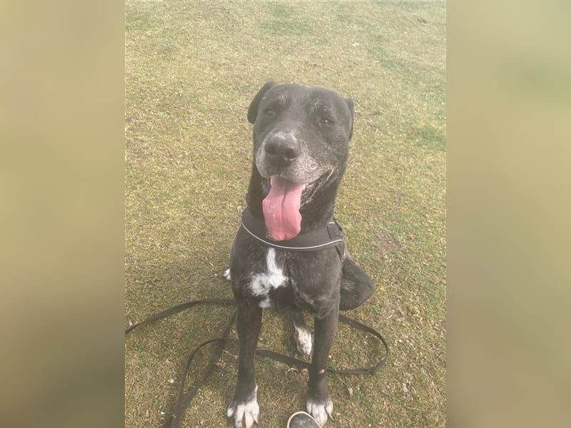 MACHO – gut gelaunter Clown liebt menschliche Zuneigung (2 Videos)