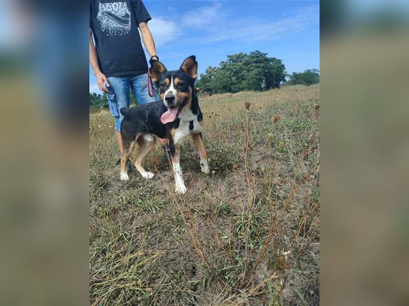 Goblin, liebe verschmuste Fellnase