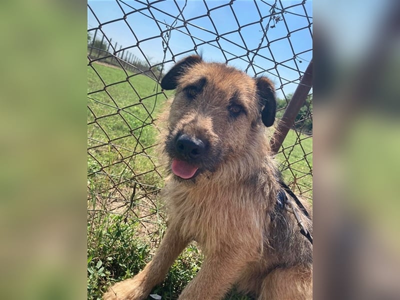 TÜCSI, ein Traum auf 4 Pfoten (mit Video)