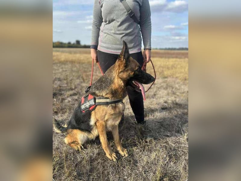 Zoé sucht endlich ein warmes Körbchen, evtl. bei Dir?