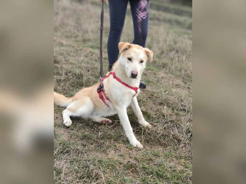 wer hat ein Körbchen für Ollie frei?