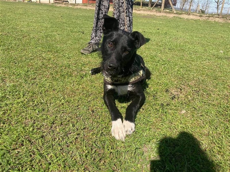 Toby, lustige Knalltüte total verschmust (mit Videos)