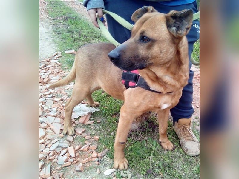 BUKSI 1, von herzlosem Besitzer ausgesetzt (mit Videos)