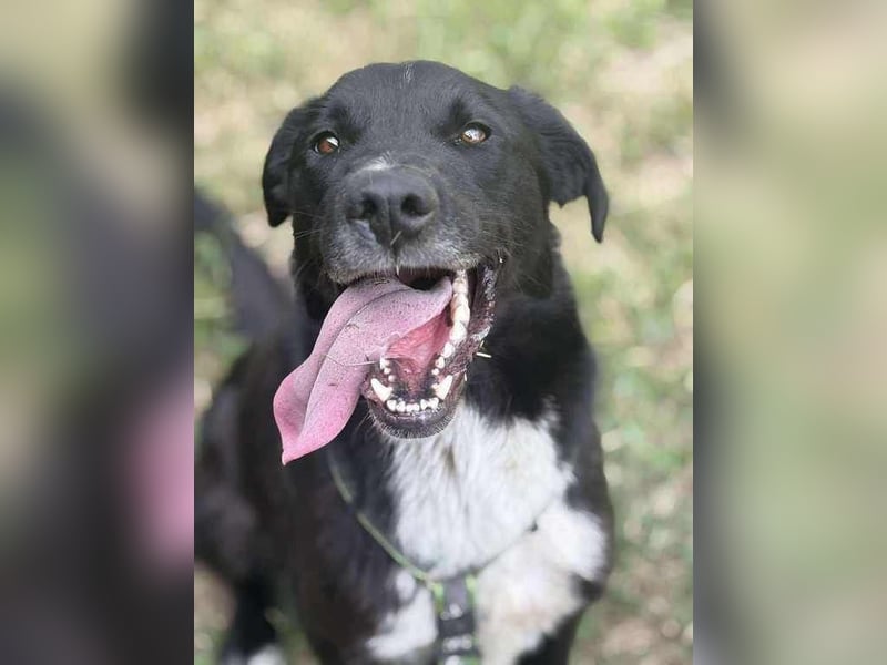 Rocky, der Ball-Junkie