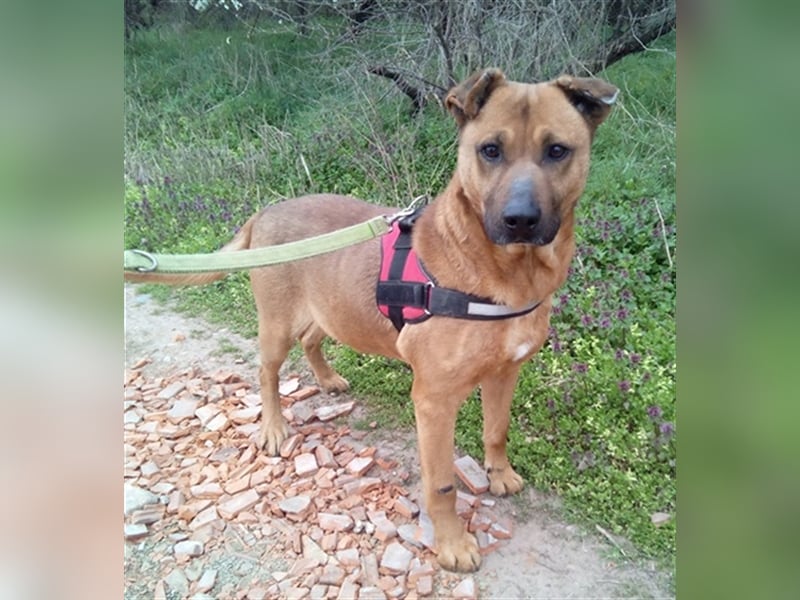 BUKSI 1, von herzlosem Besitzer ausgesetzt (mit Videos)