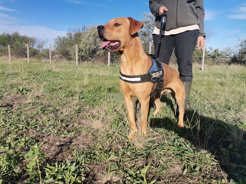Otis, verspielte Knalltüte