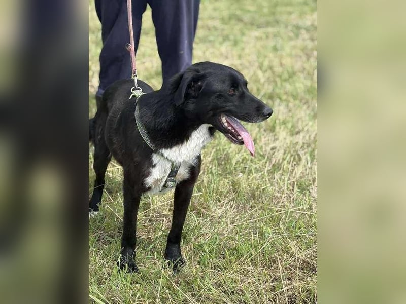 Rocky, der Ball-Junkie