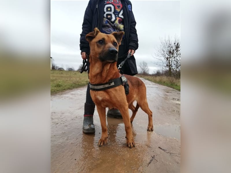 BUKSI 1, von herzlosem Besitzer ausgesetzt (mit Videos)