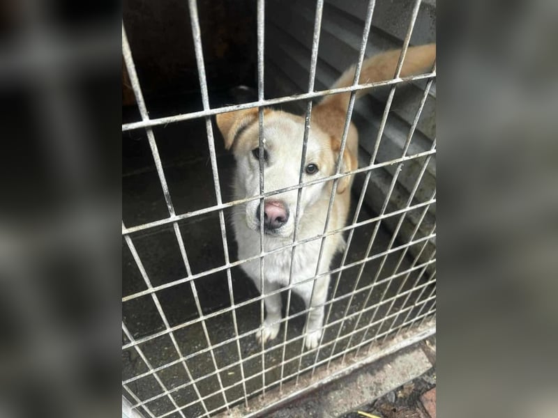 wer hat ein Körbchen für Ollie frei?