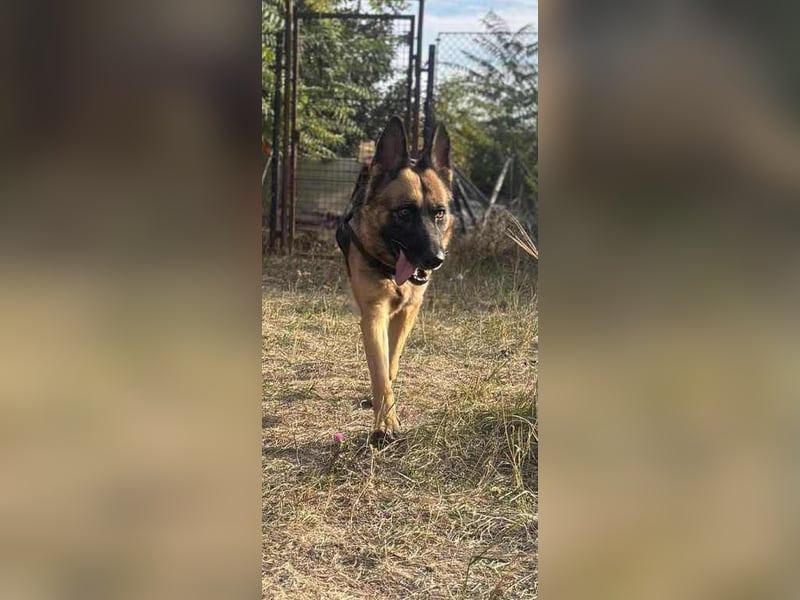 Zoé sucht endlich ein warmes Körbchen, evtl. bei Dir?