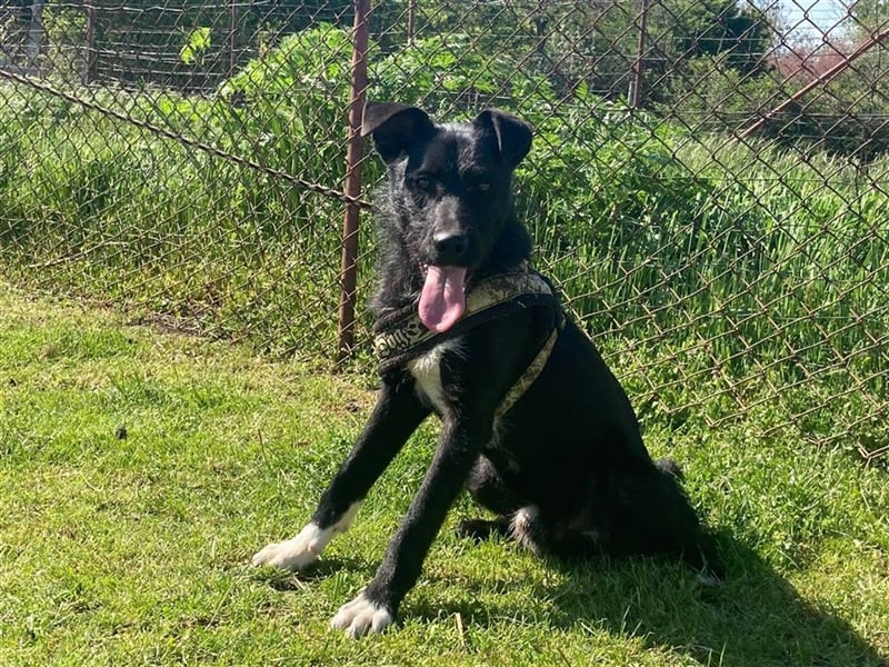 Toby, lustige Knalltüte total verschmust (mit Videos)