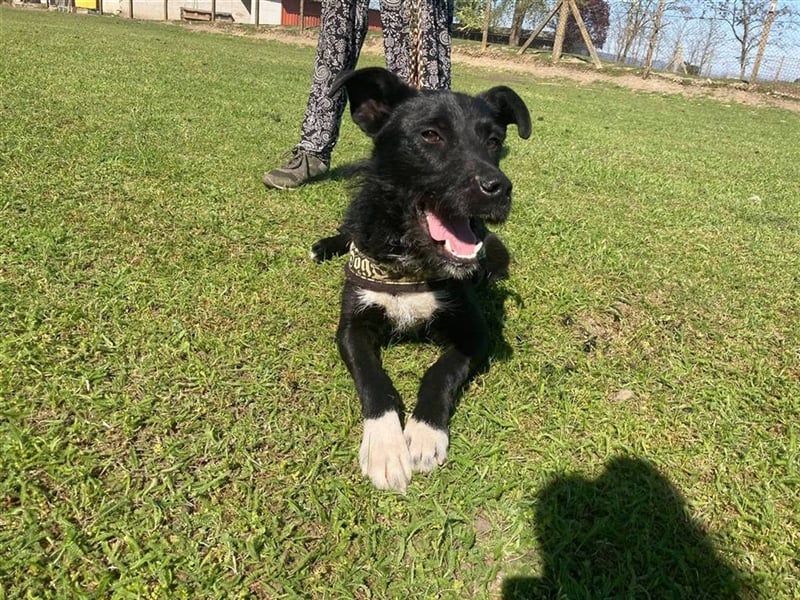 Toby, lustige Knalltüte total verschmust (mit Videos)