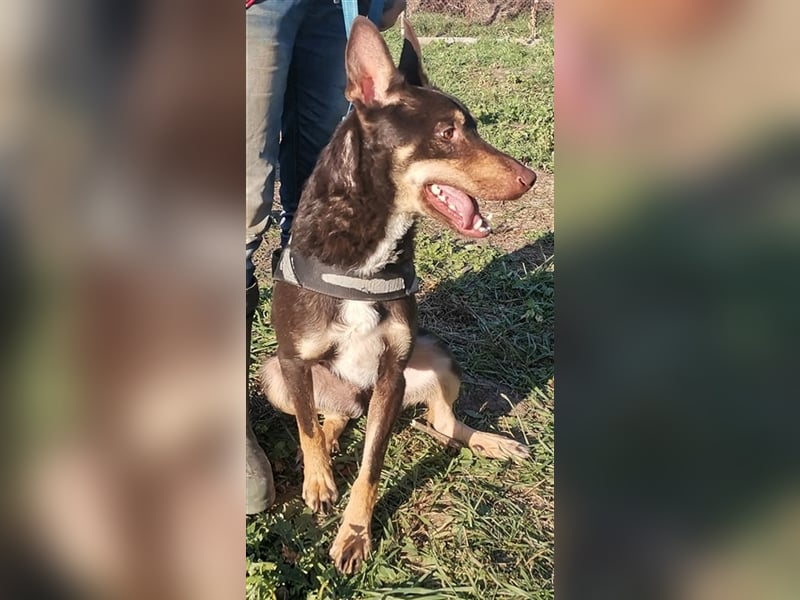 ROY, sehr menschenbezogen und verträglich mit seinen Artgenossen