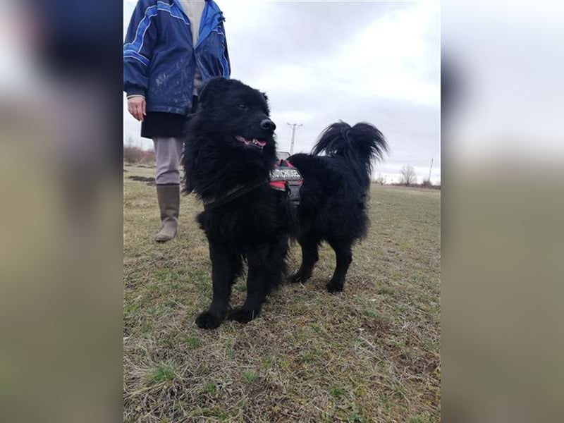 ZUZMO, wuscheliger Einzelprinz sucht dich