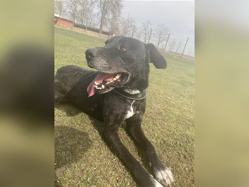 MACHO – gut gelaunter Clown liebt menschliche Zuneigung (2 Videos)