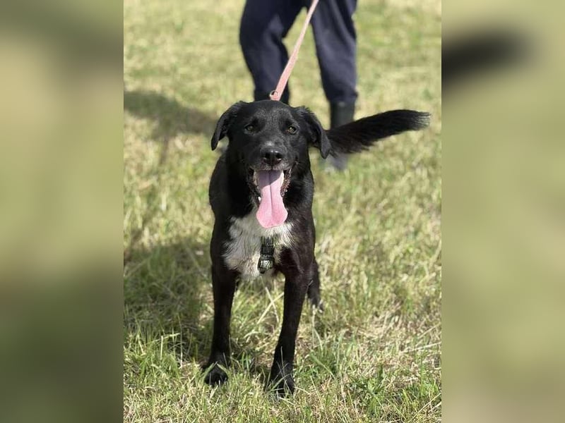 Rocky, der Ball-Junkie
