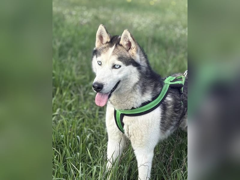 Villám, ein Traum von einem Hund