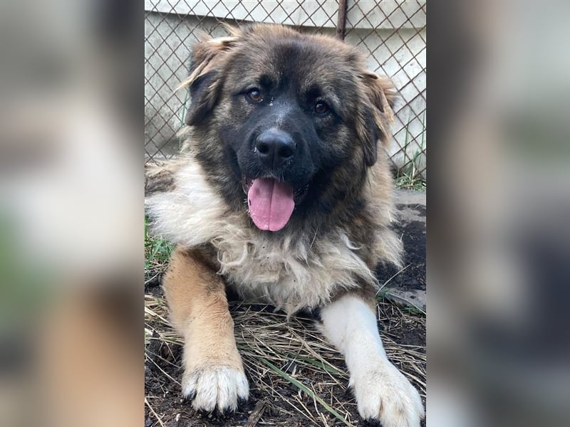 KIRA, süße und abenteuerlustige Knallerbse