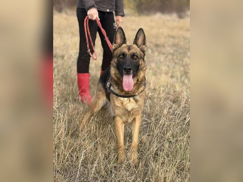 Zoé sucht endlich ein warmes Körbchen, evtl. bei Dir?