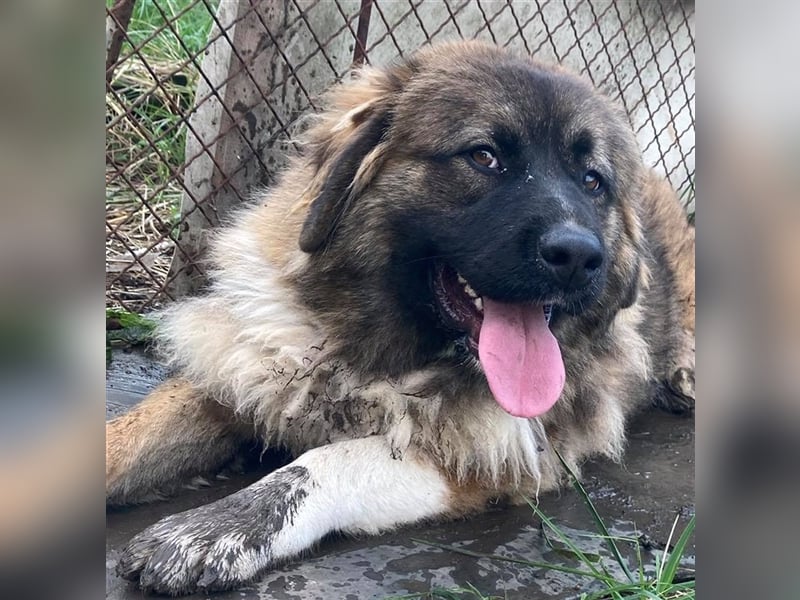 KIRA, süße und abenteuerlustige Knallerbse