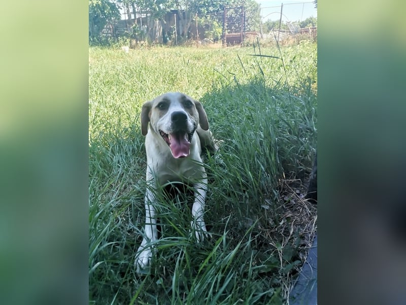 Bella – ein Traum auf 4 Pfoten