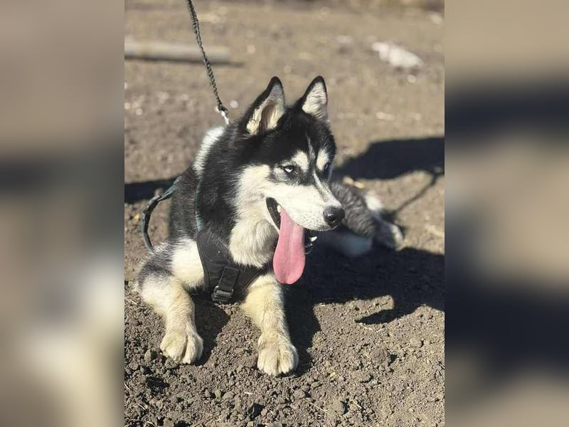 Monty, freundliches Energiebündel