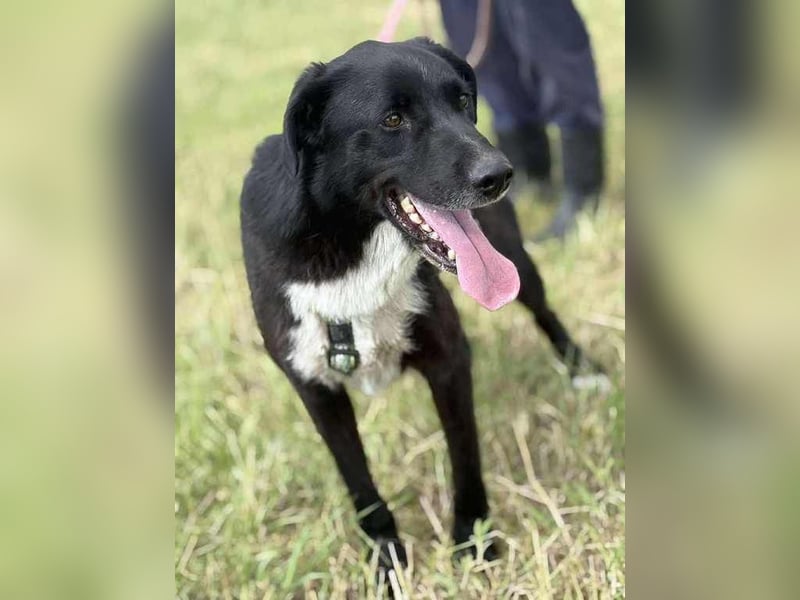 Rocky, der Ball-Junkie