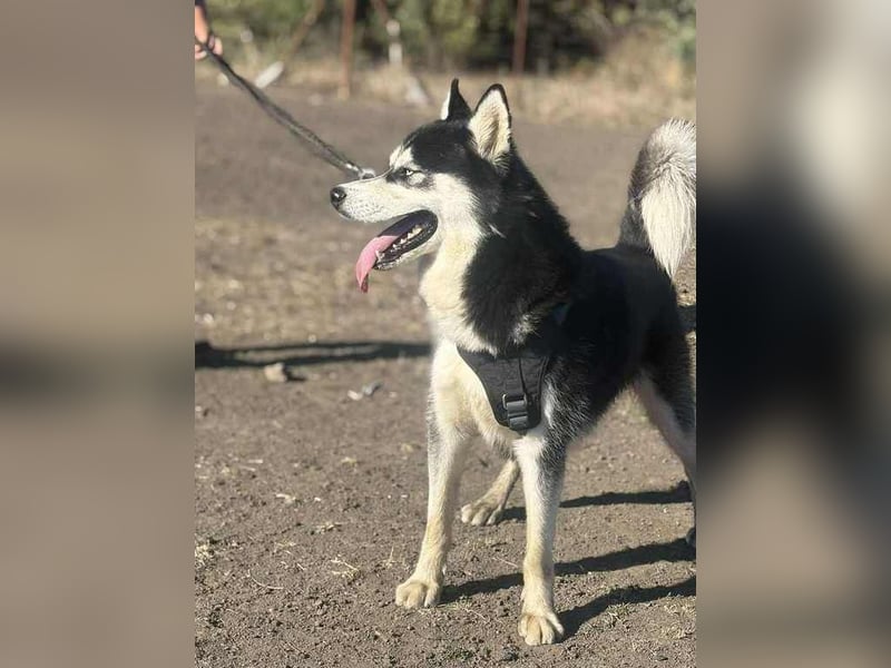 Monty, freundliches Energiebündel