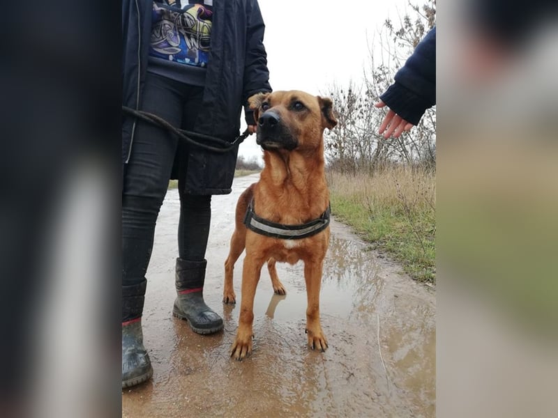 BUKSI 1, von herzlosem Besitzer ausgesetzt (mit Videos)