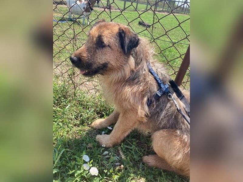 TÜCSI, ein Traum auf 4 Pfoten (mit Video)