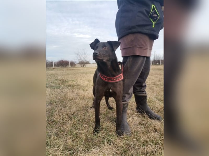 Lotti, ein perfekter Familienhund