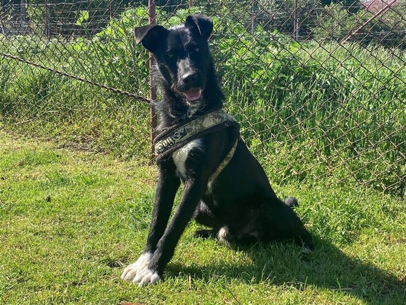 Toby, lustige Knalltüte total verschmust (mit Videos)