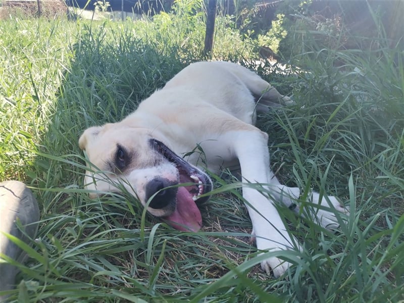 Bella – ein Traum auf 4 Pfoten